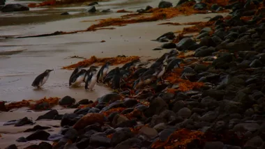Dr Harry’s amazing Australian wildlife encounters