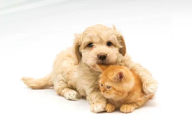 Turns out pets can be bilingual, too