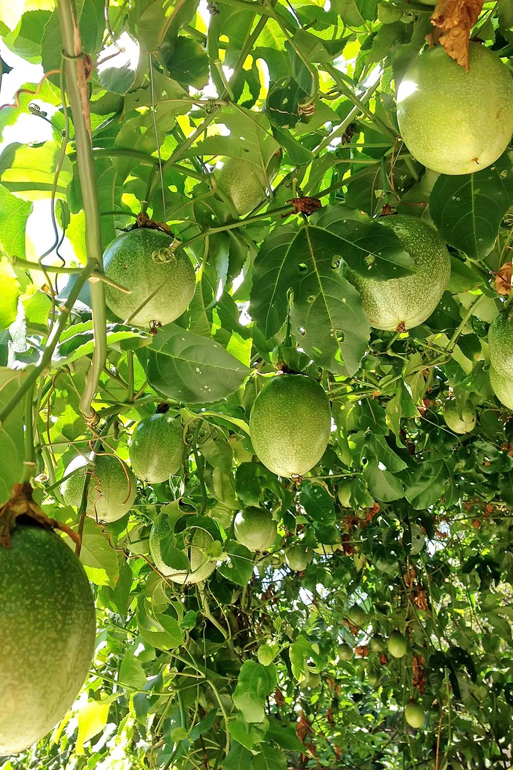 Passion Fruit Vine: How to Grow Passion Fruit