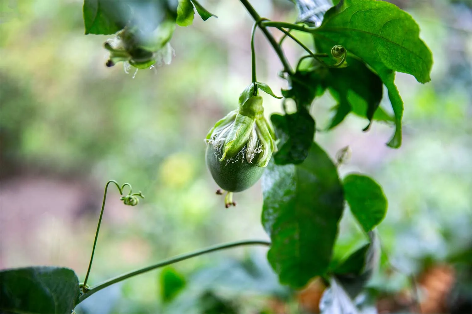 Passionfruit tree