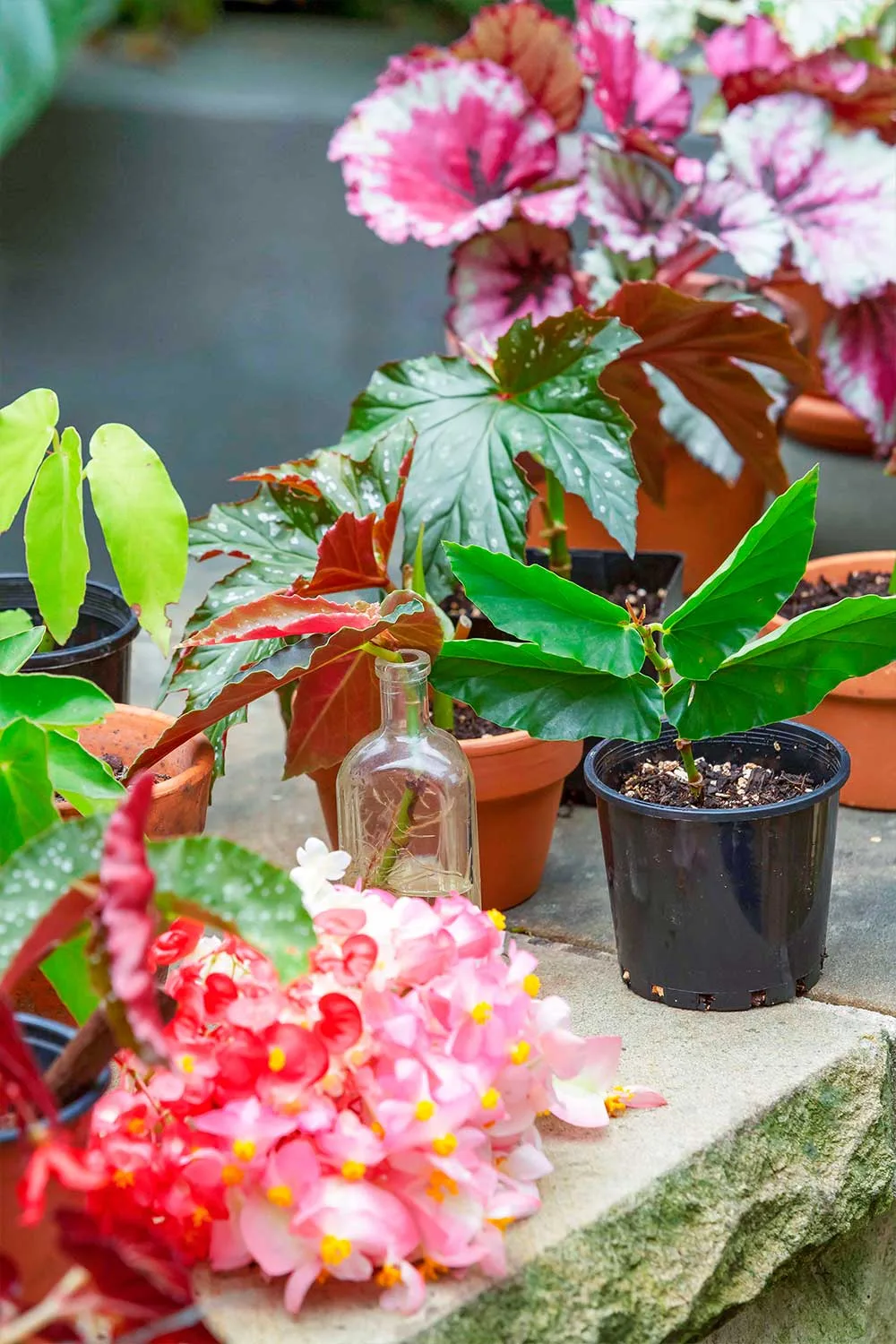 Cane begonia cuttings