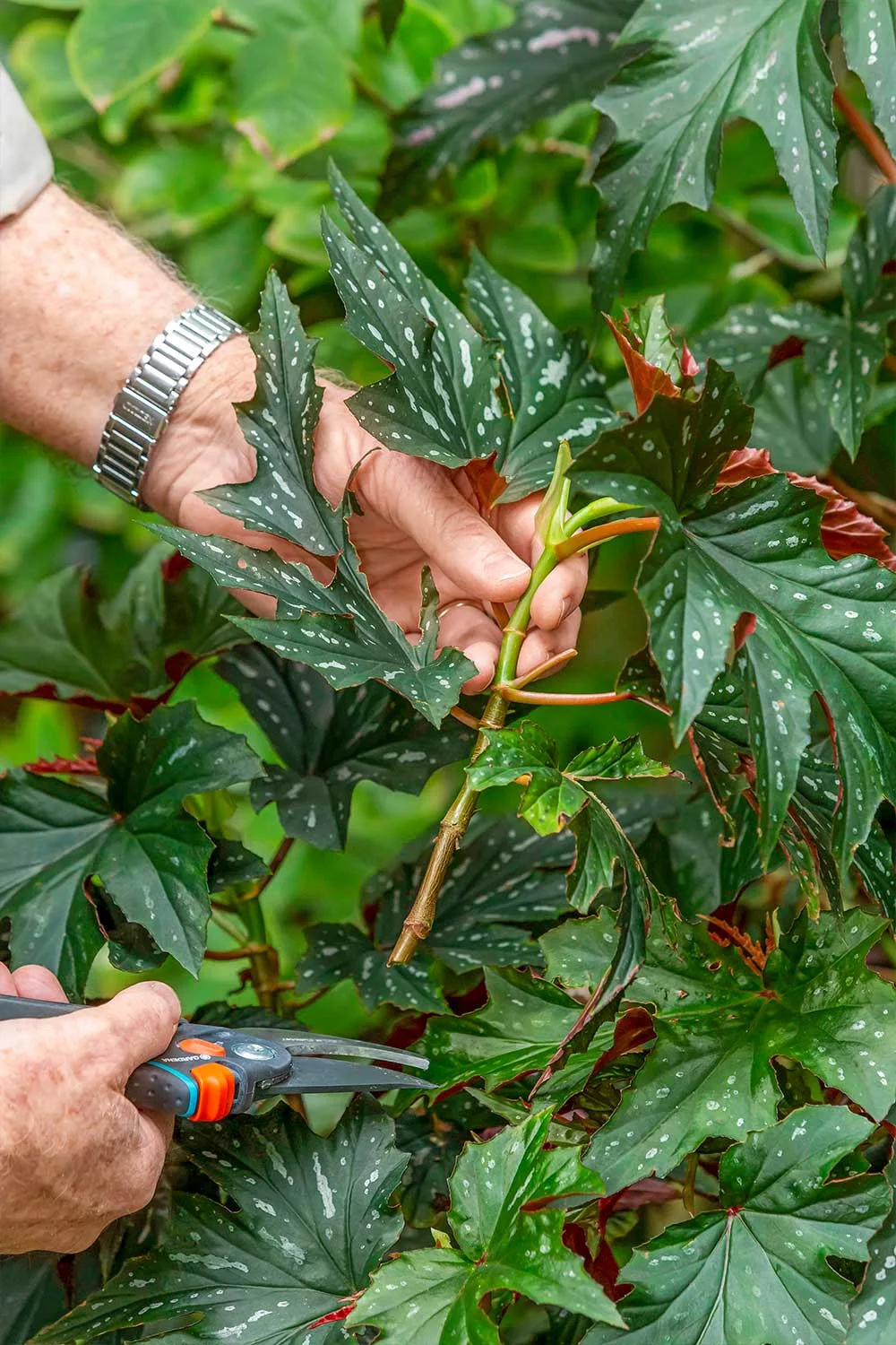 Pick a piece of begonia stem