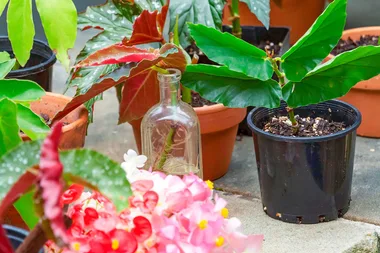 How to grow cane begonias from cuttings