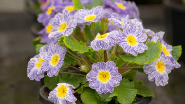 Everything you need to know about polyanthus