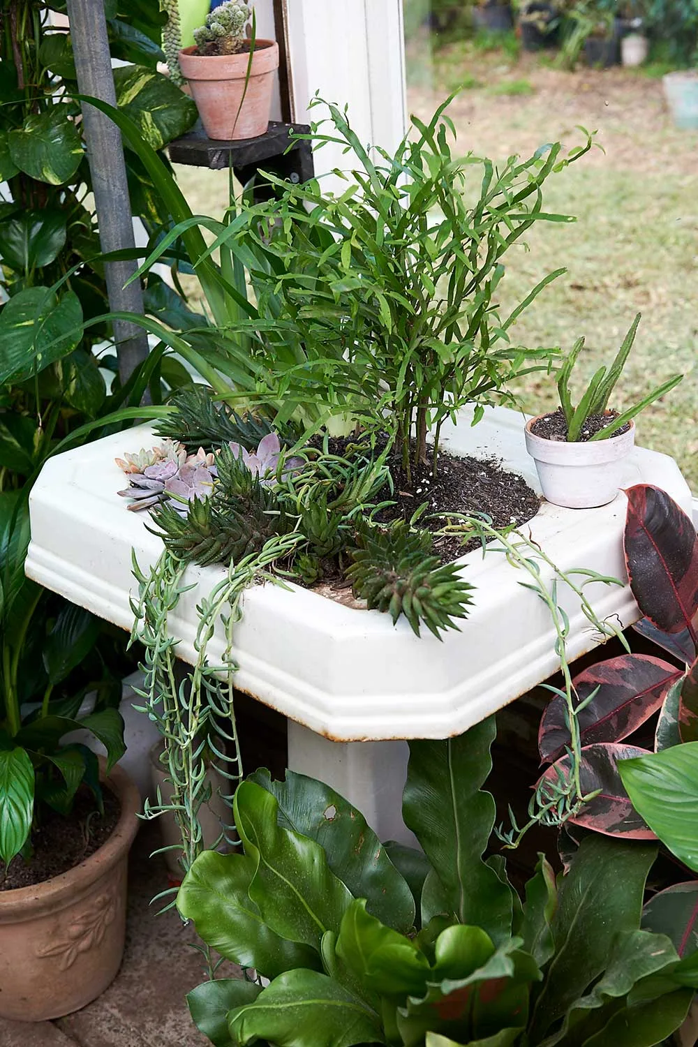 Old hand basin filled with plants