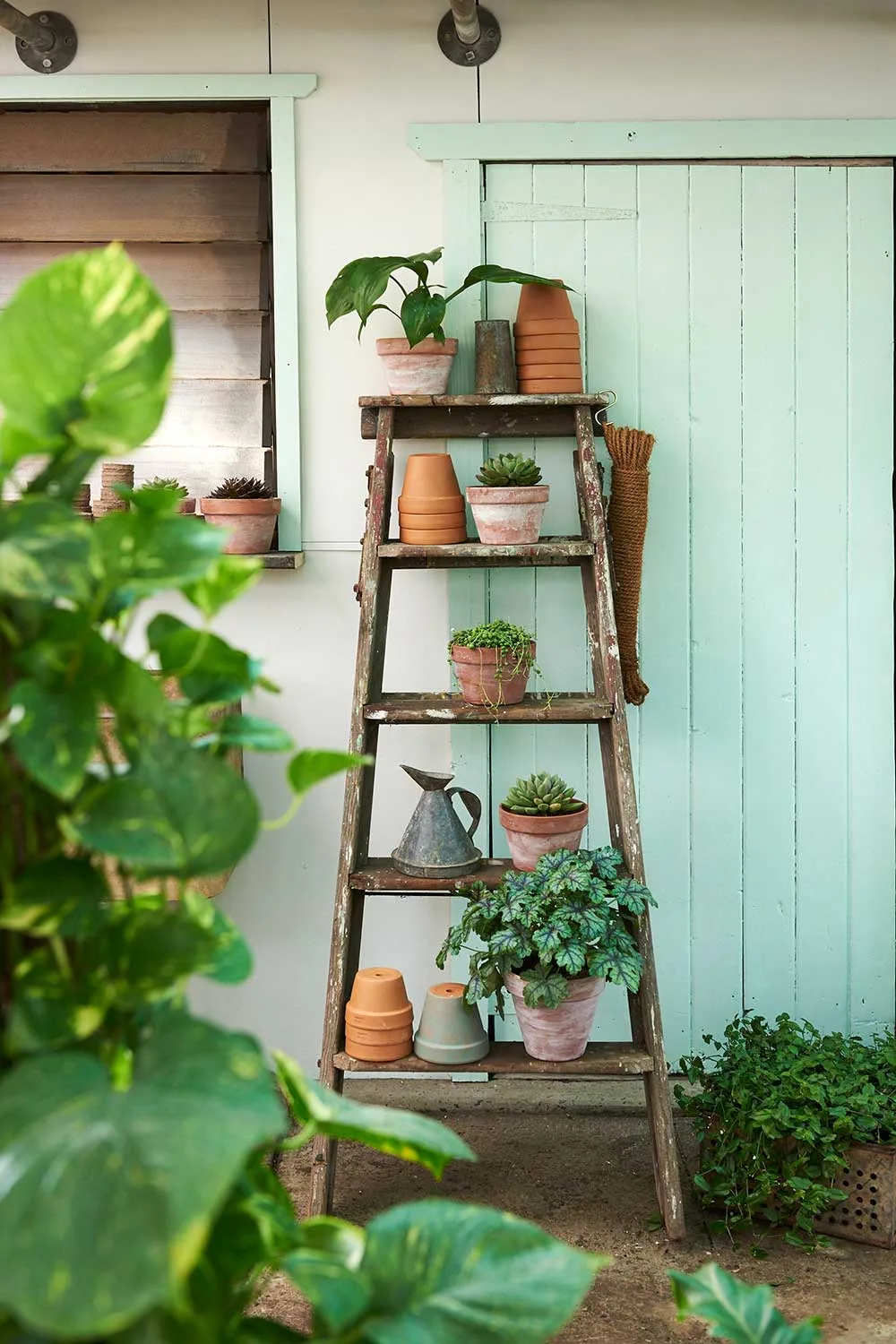 Garden ladder with pot plants