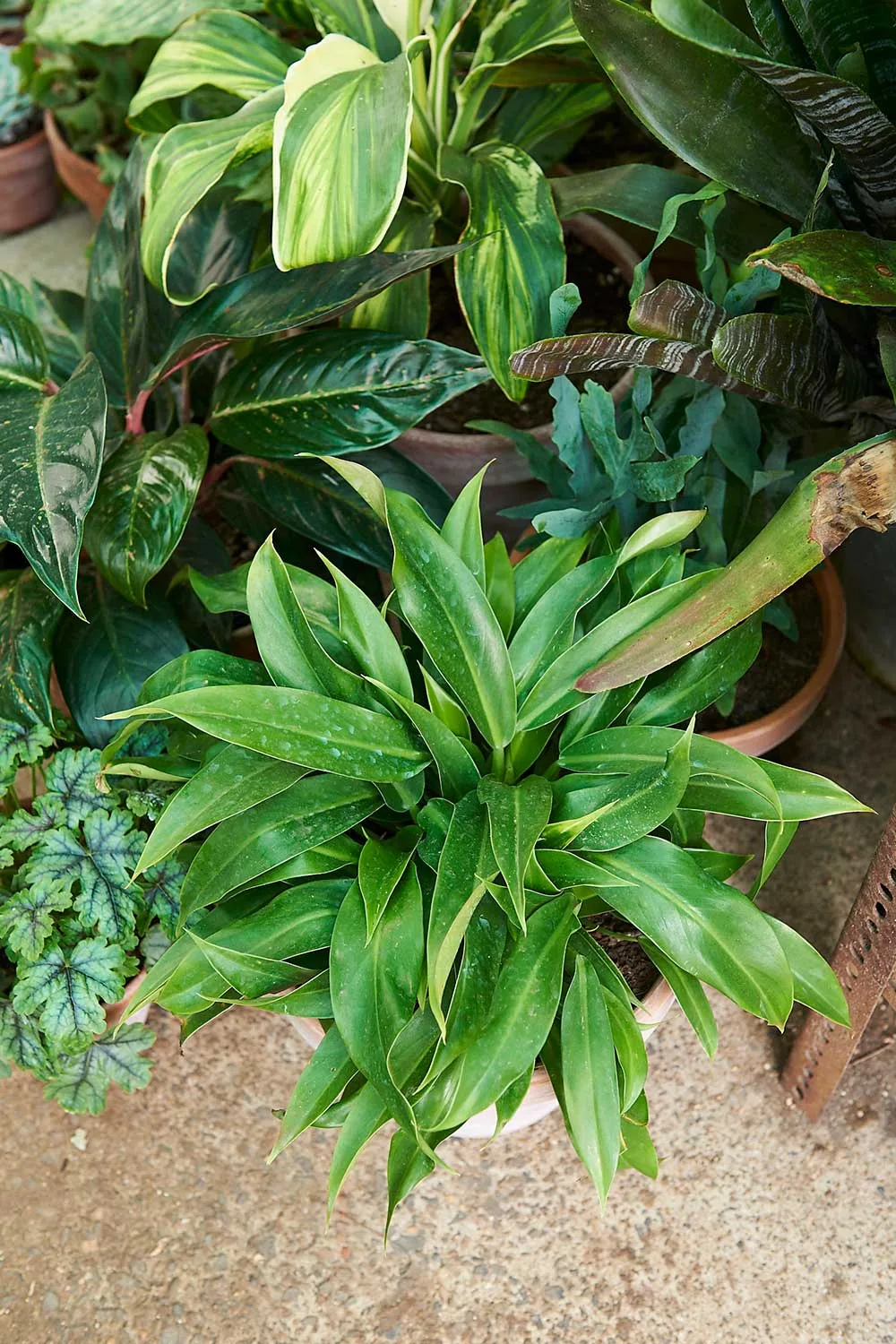 Cardamom