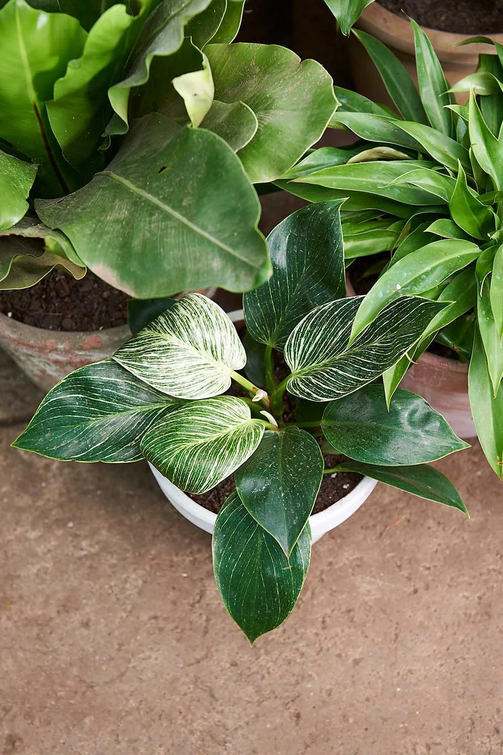 Chinese evergreen