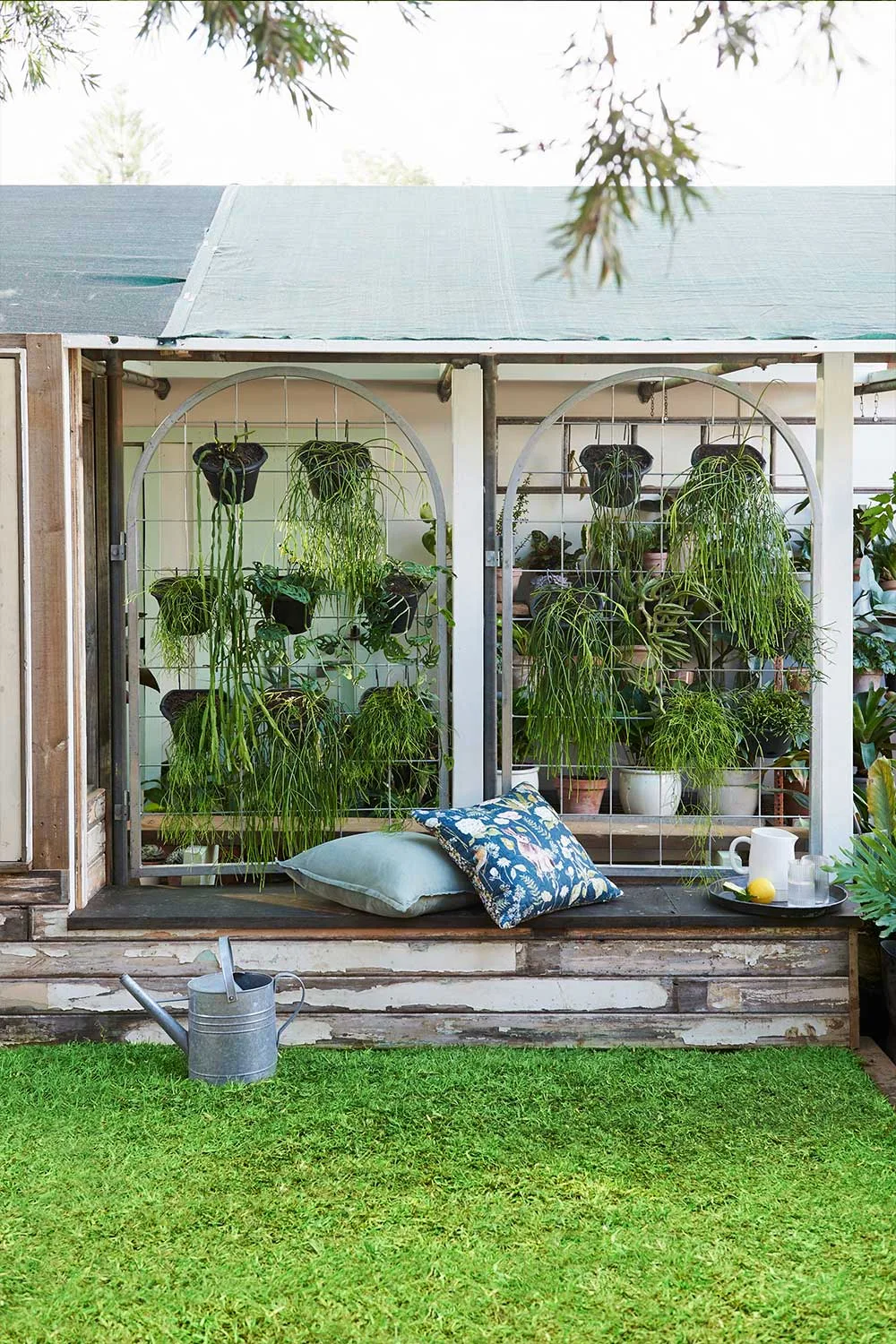 Greenhouse wall of rhipsalis