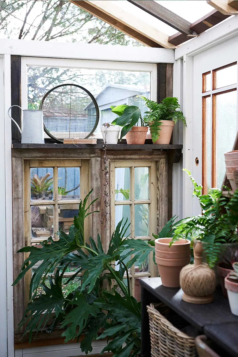 Plants inside greenhouse