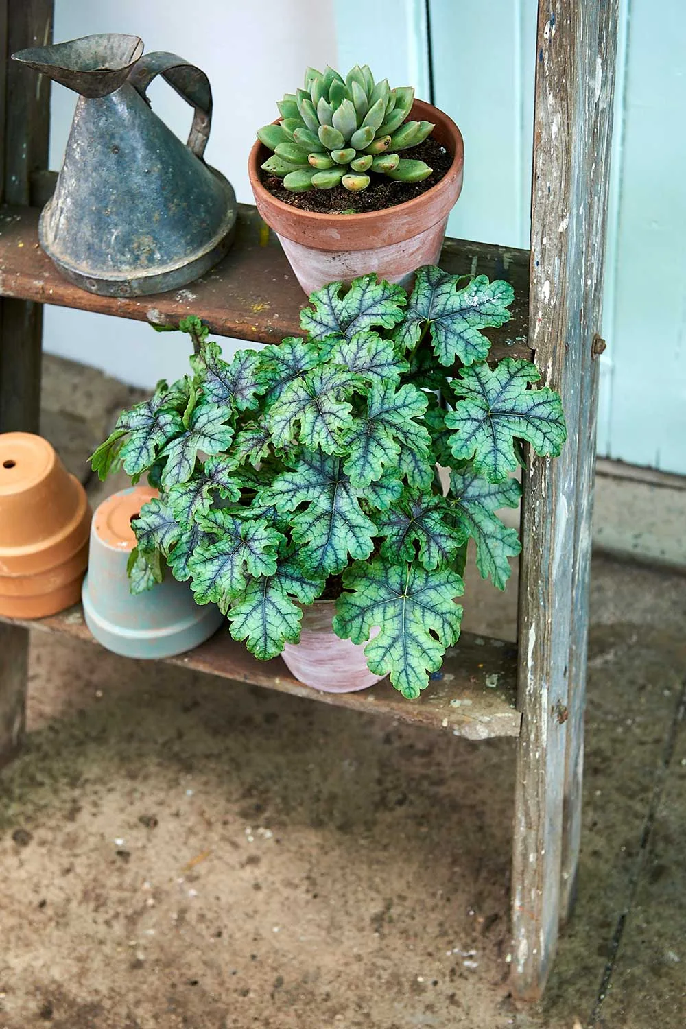 Coral bells