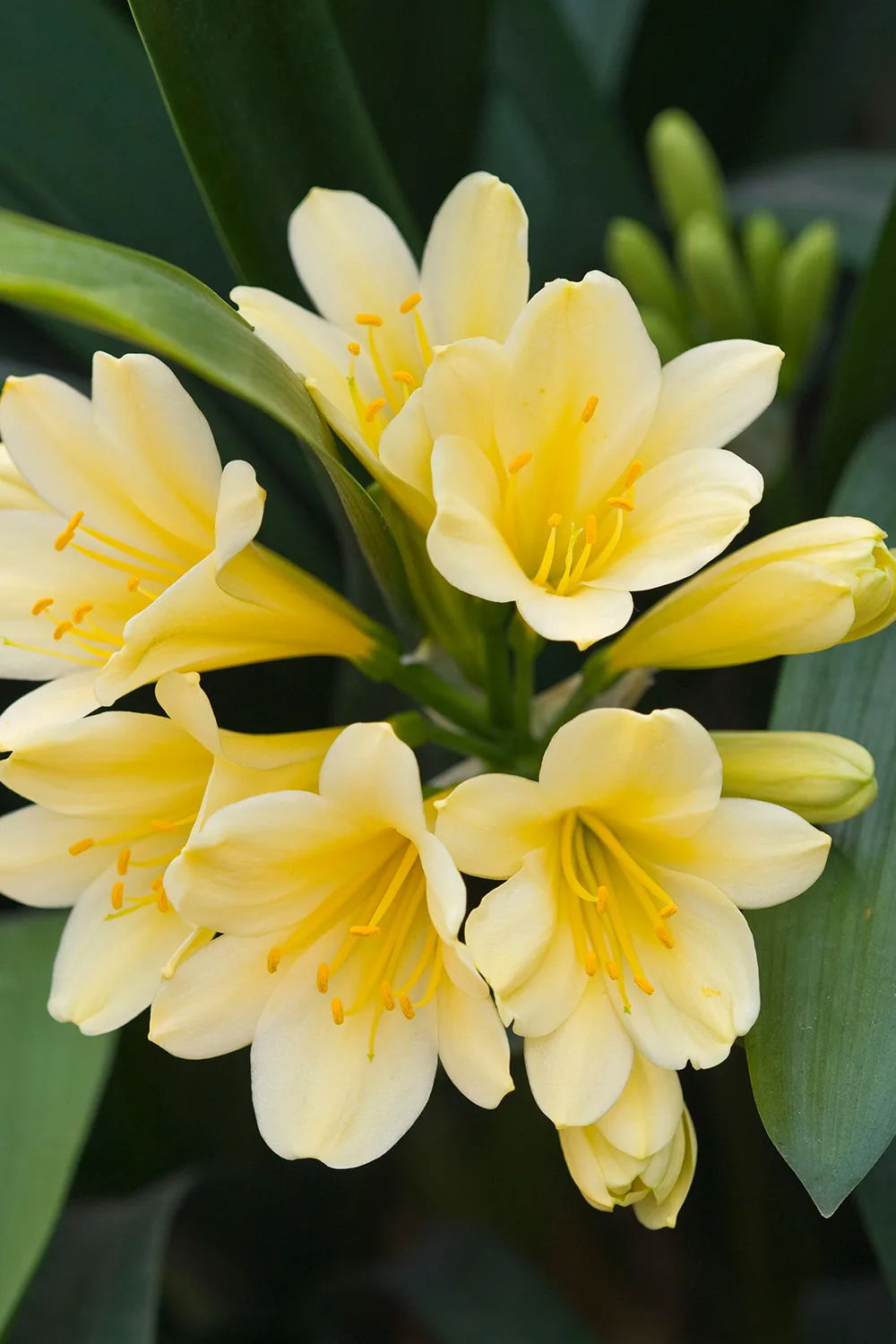 Clivias.