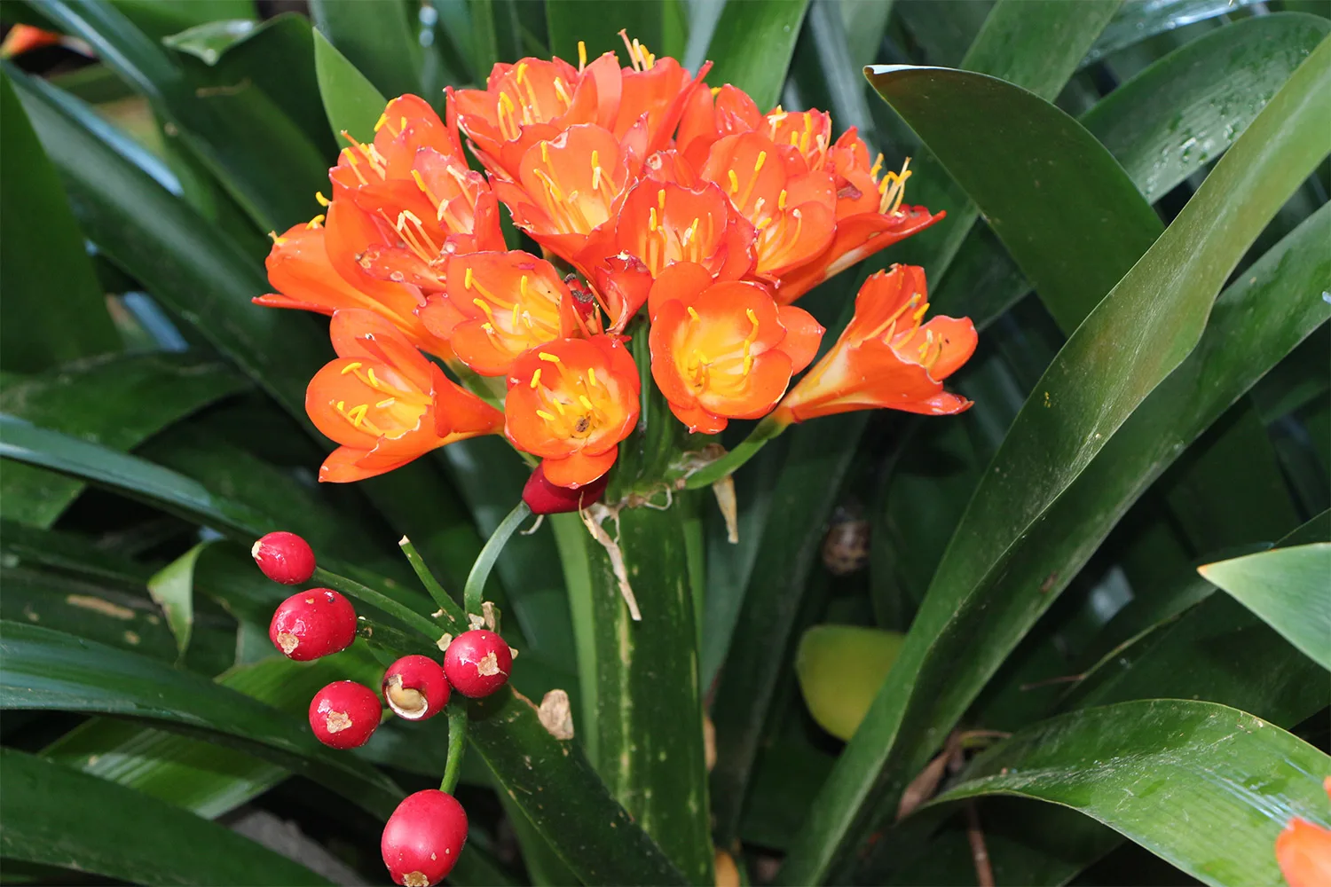 Clivias leave big, bold clusters of berries after flowering.