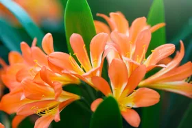 How to grow and care for clivias