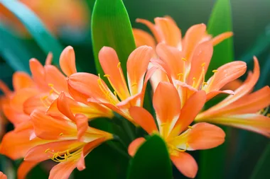 How to grow and care for clivias