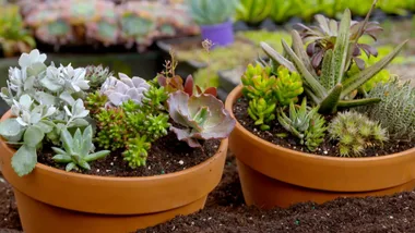 Charlie Albone’s guide to succulents