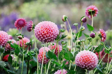 What to plant in August