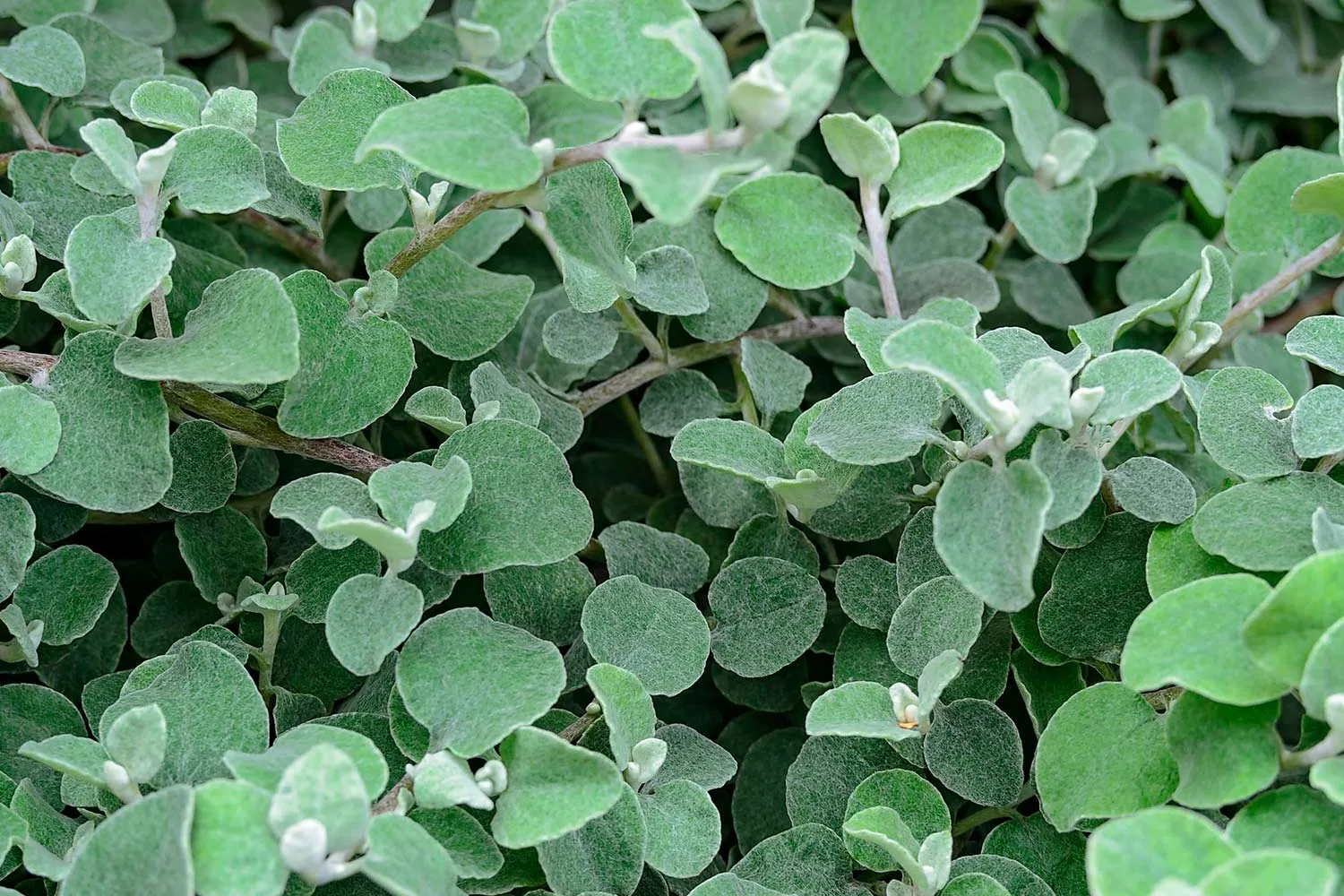 Licorice plant