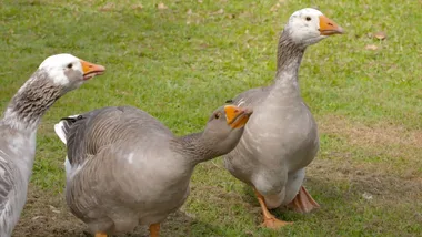 Dr Harry meets a family with ducks, geese and a pony