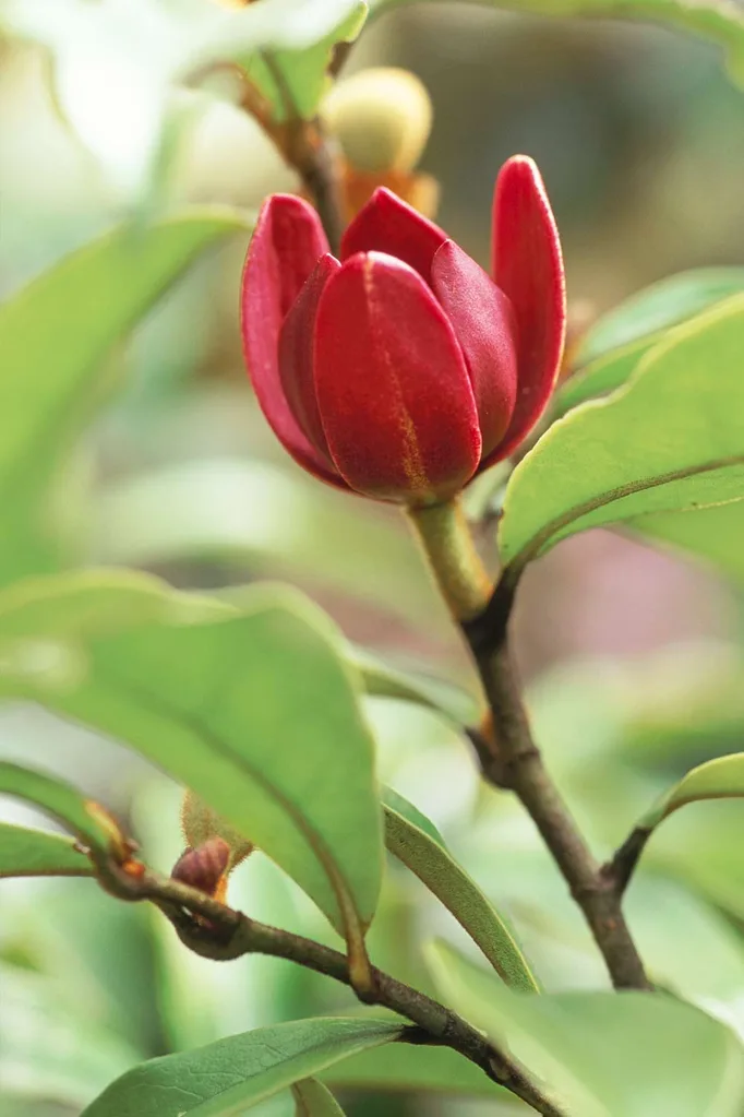 Port wine magnolia