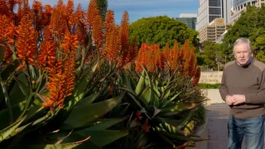 Graham Ross’s guide to aloes