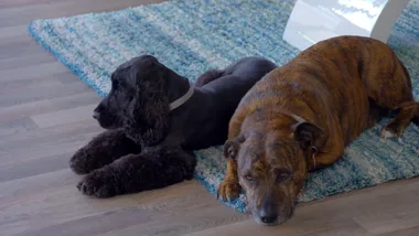 Dr Harry visits a blind cocker spaniel