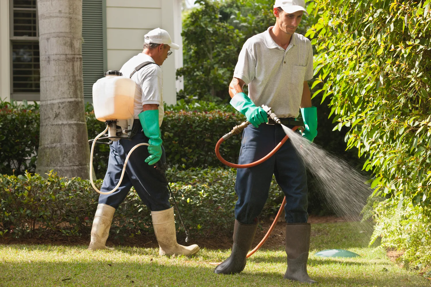 Two men spraying pesticide on a lawn.