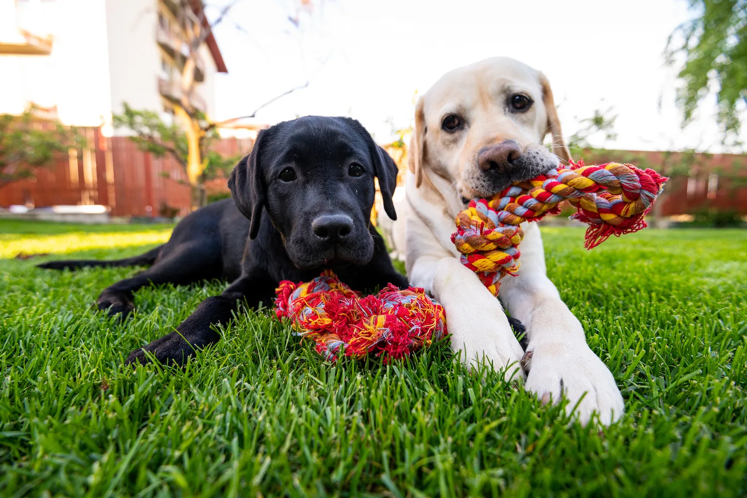 Two dogs resting lawn with chew toys in mouth