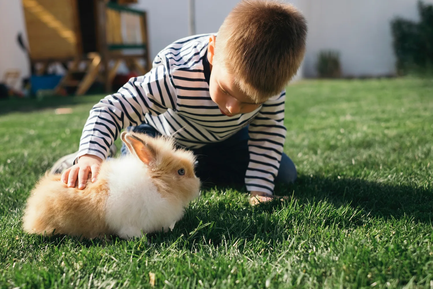 Little boy on lawn with bunny