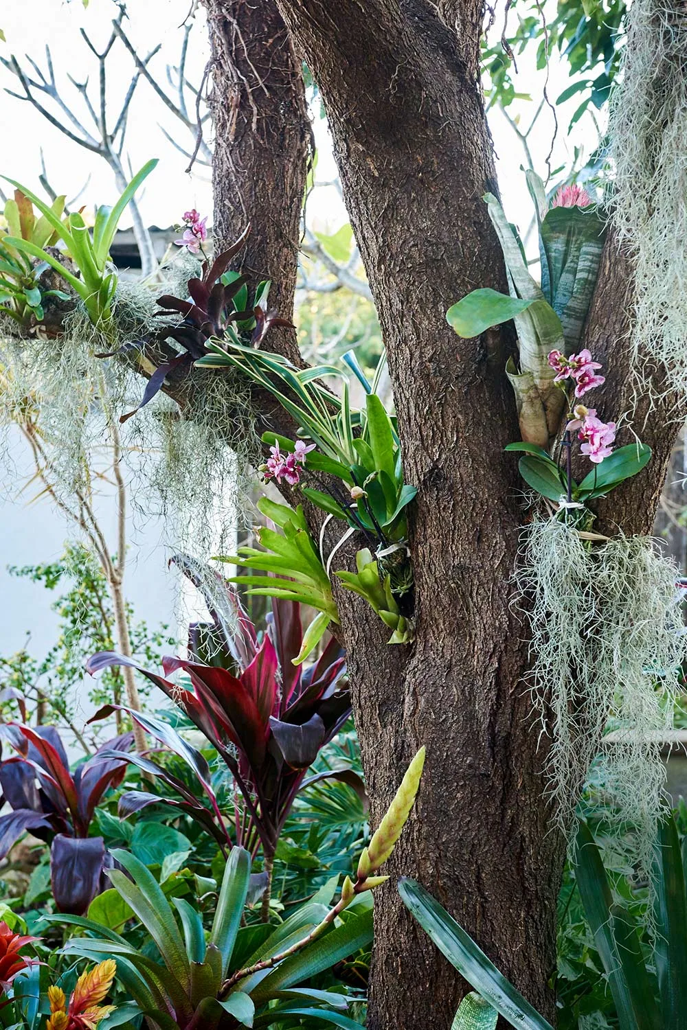 Bromeliads hanging in a tree