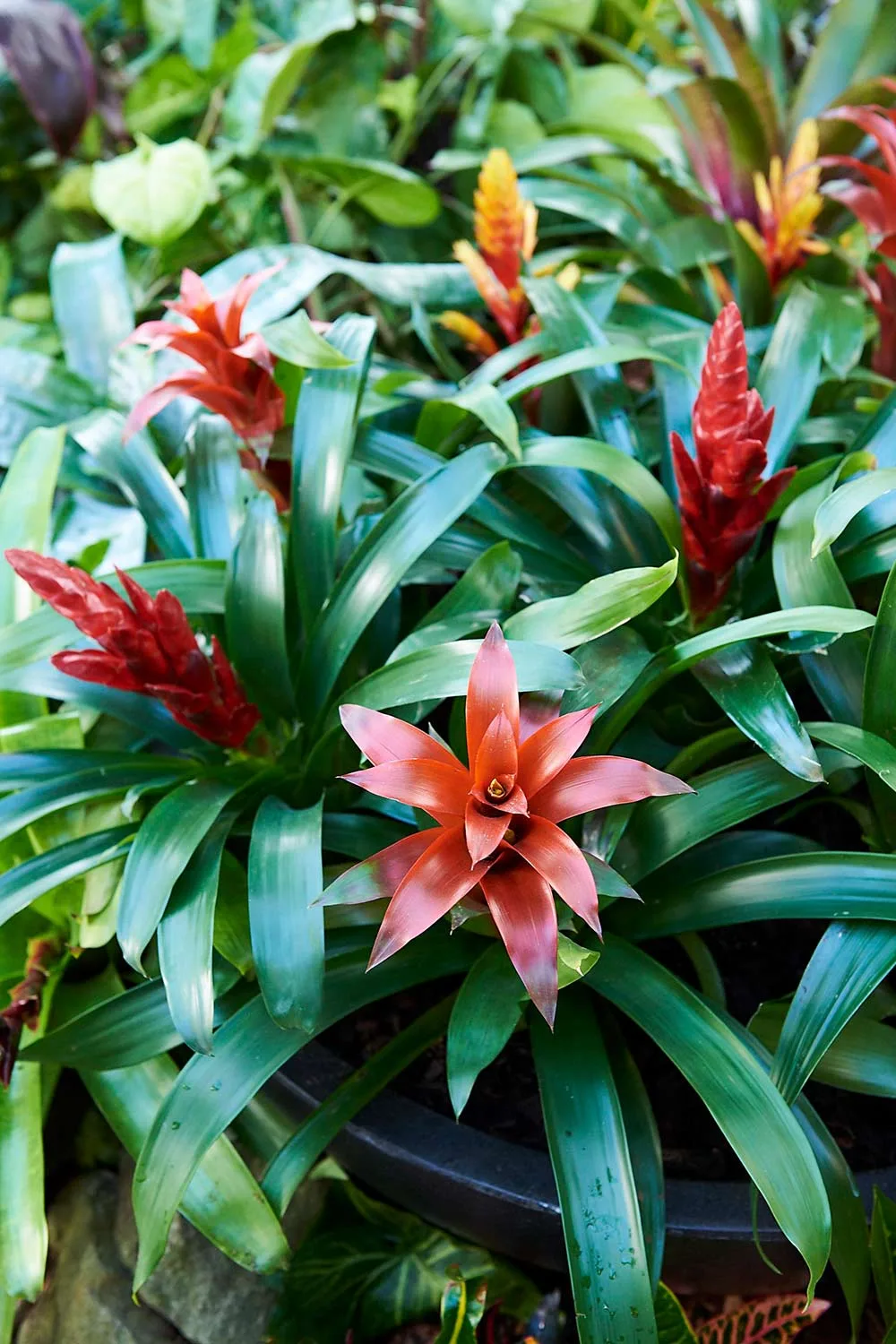 Bromeliads