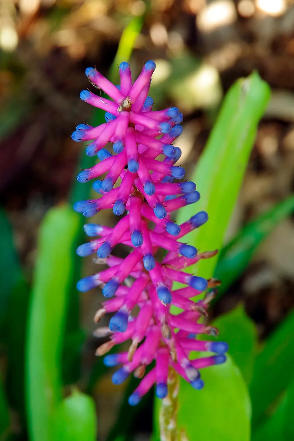 Bromeliad