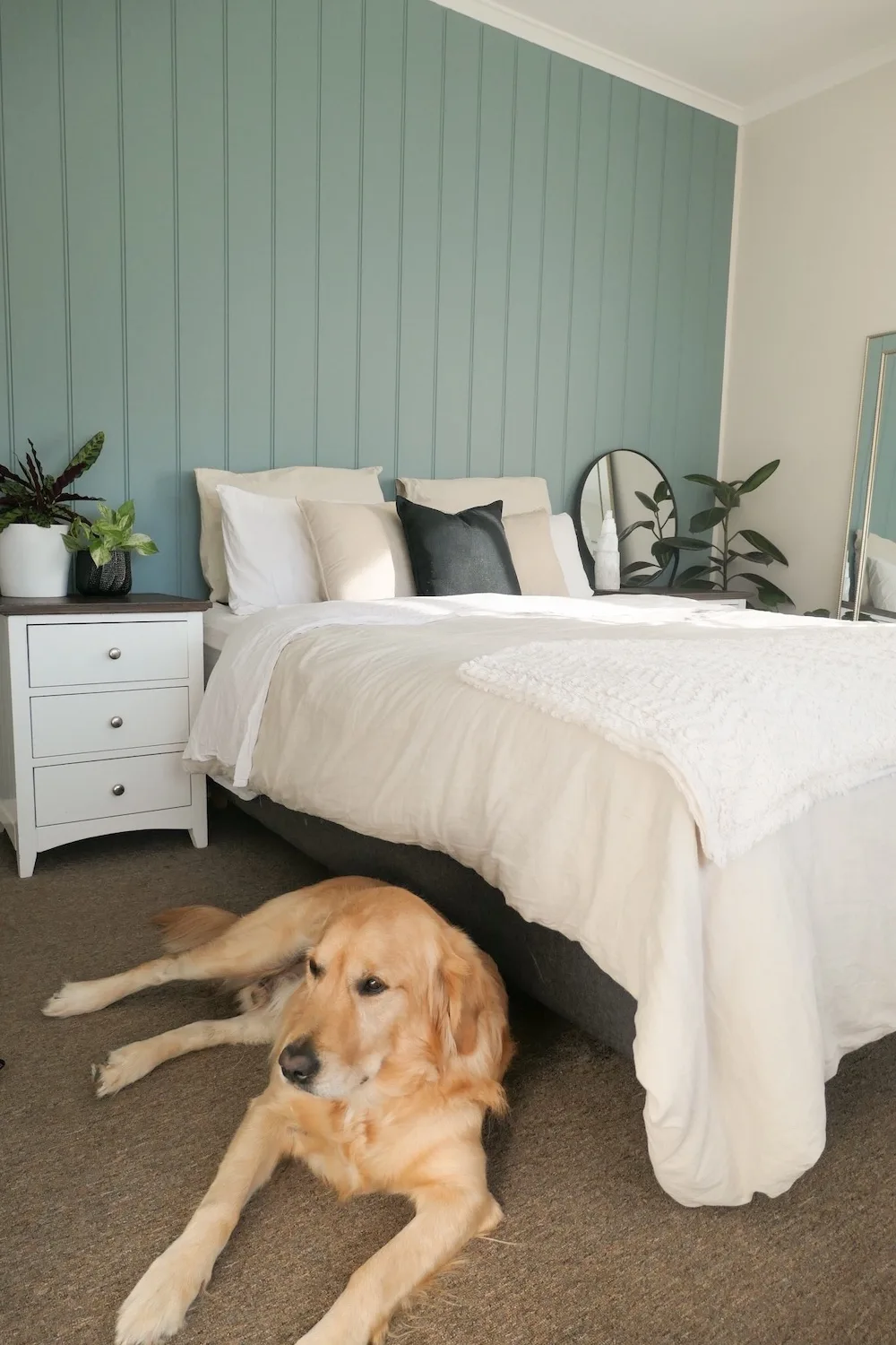 Pale green feature wall in bedroom with dog in front of bed