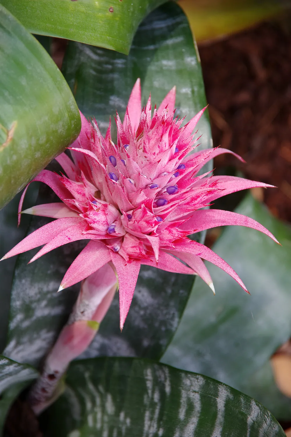 bromeliads