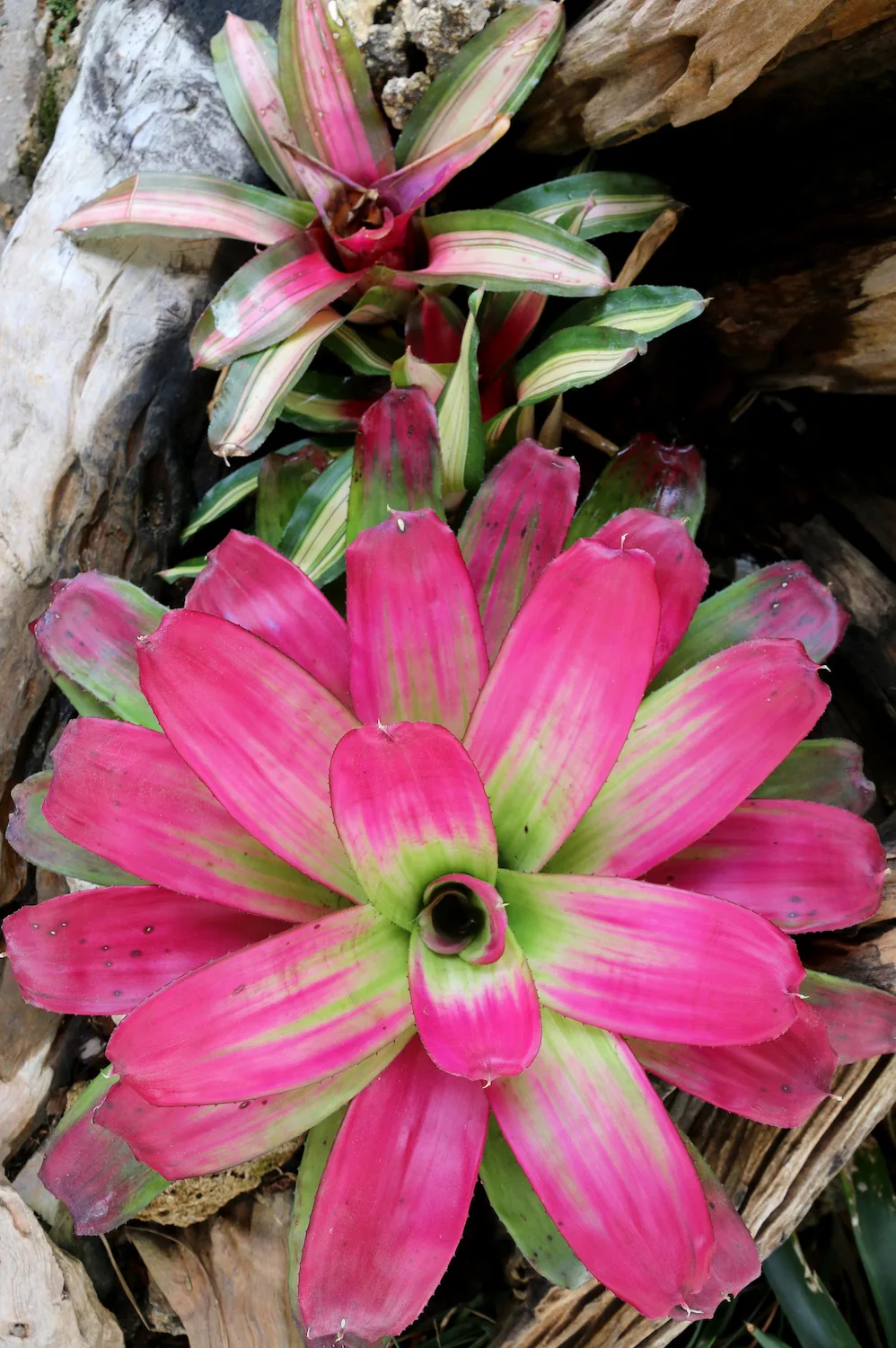 Bromeliad pink