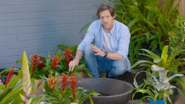 Charlie Albone’s beautiful bromeliads