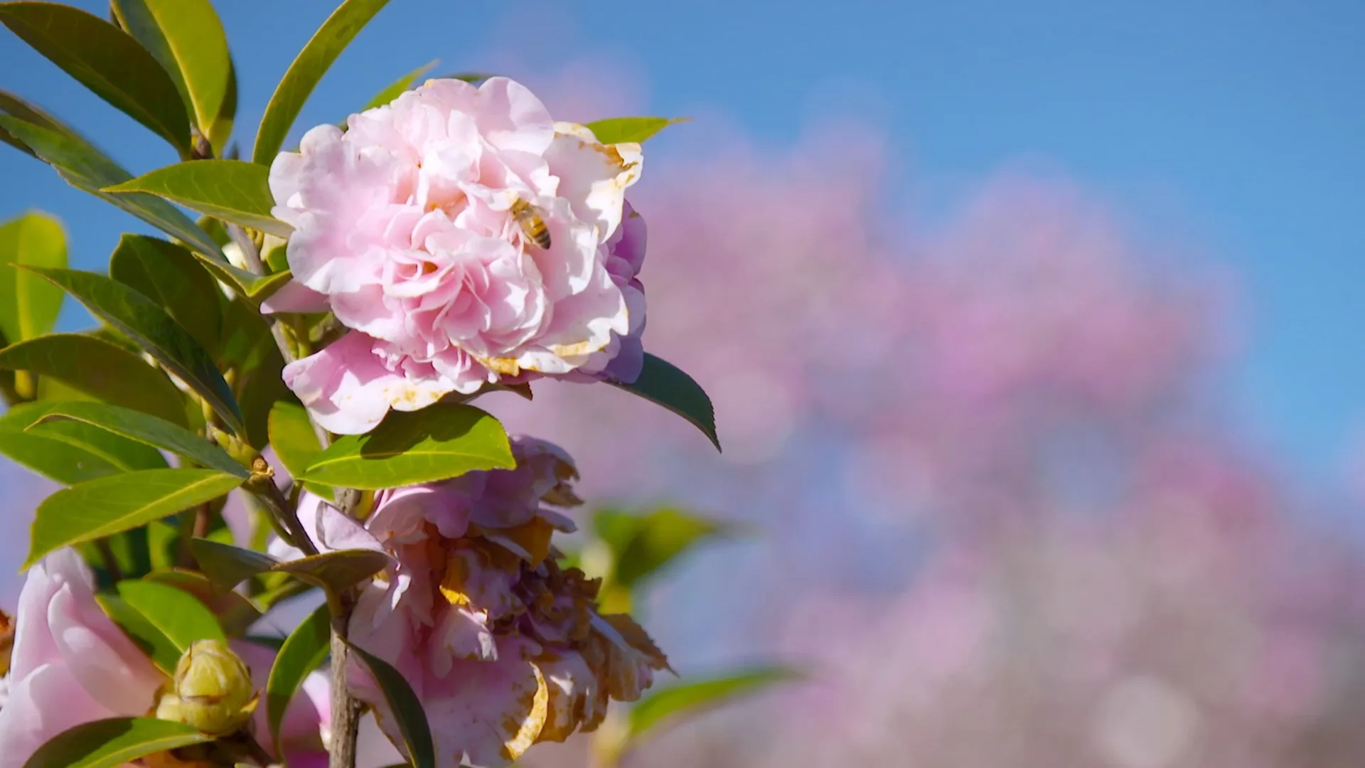 Graham Ross’s favourite camellias