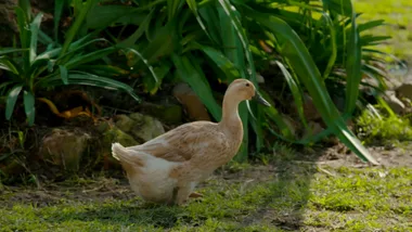 Dr Harry visits Blondie the lame duck