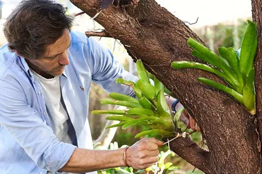 How to hang bromeliads in a tree