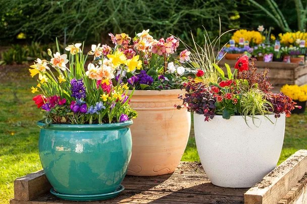 Three pots of flowers