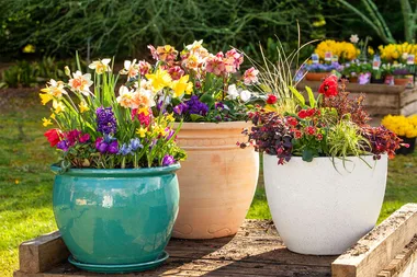 Three pots of flowers
