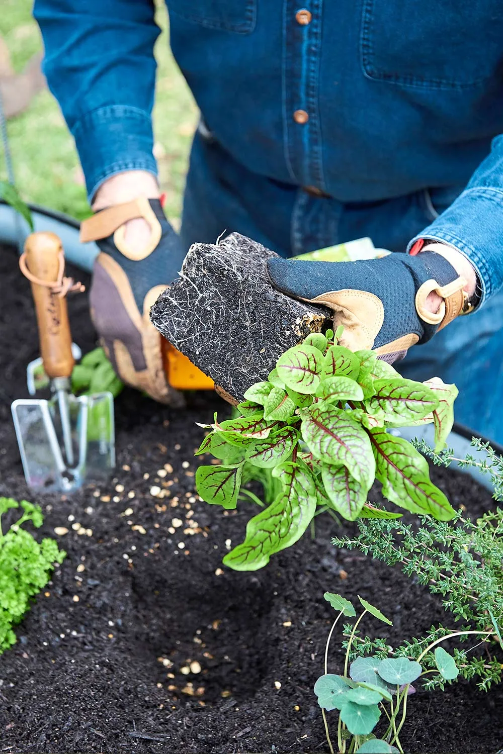 Plant herbs