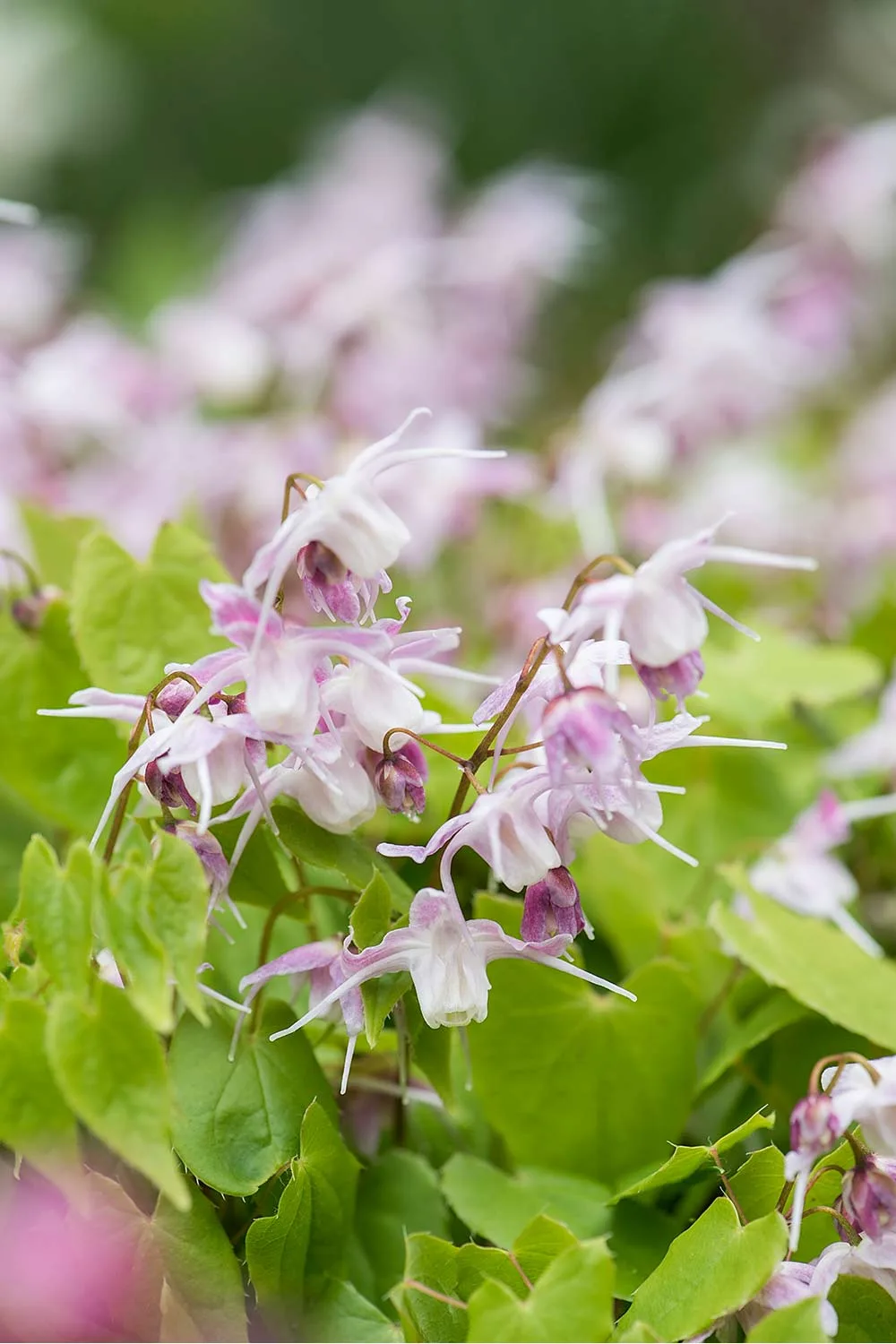Epimediums