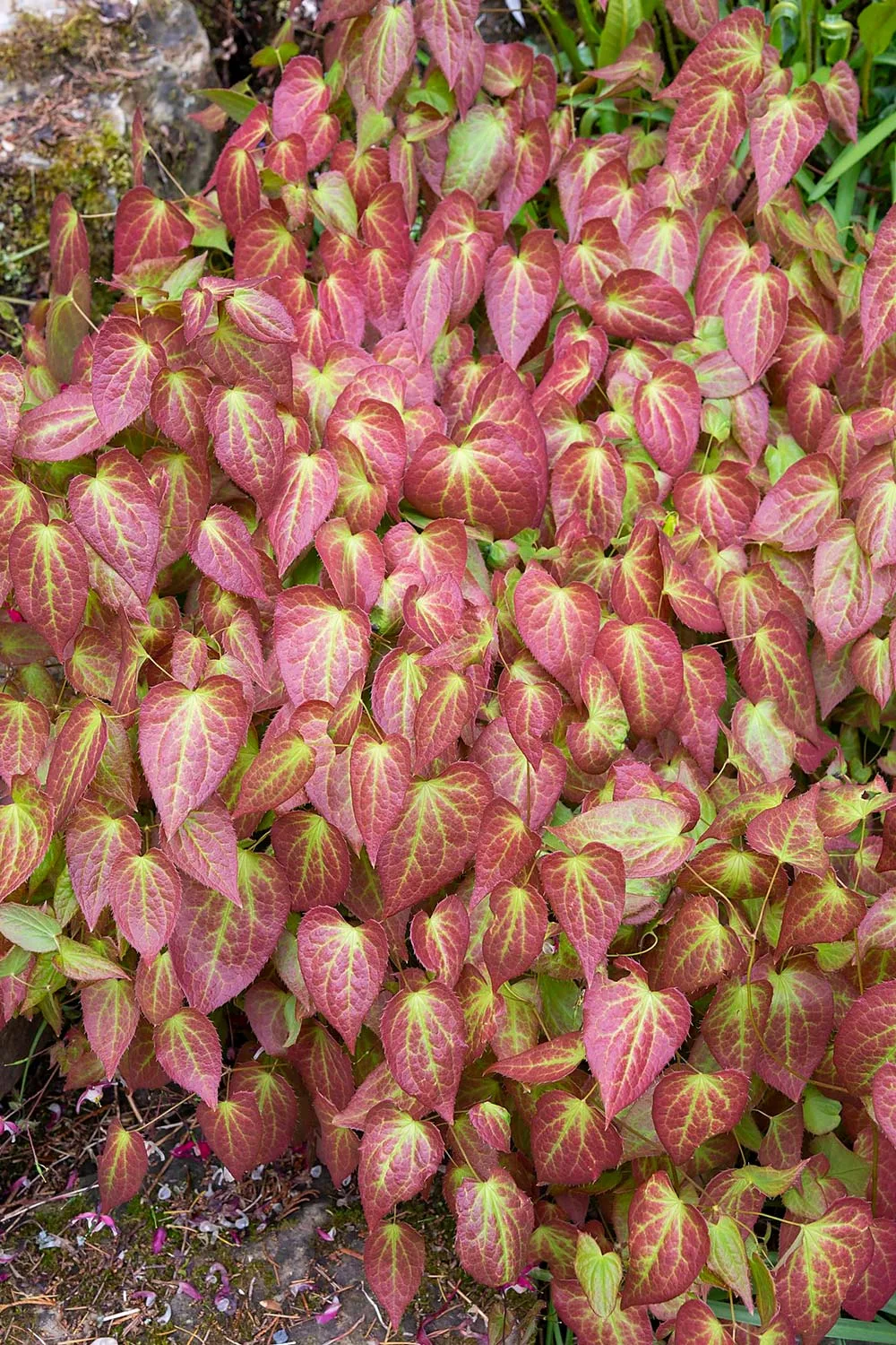 Epimedium x rubrum