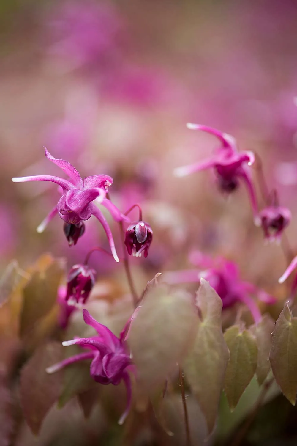 Epimediums