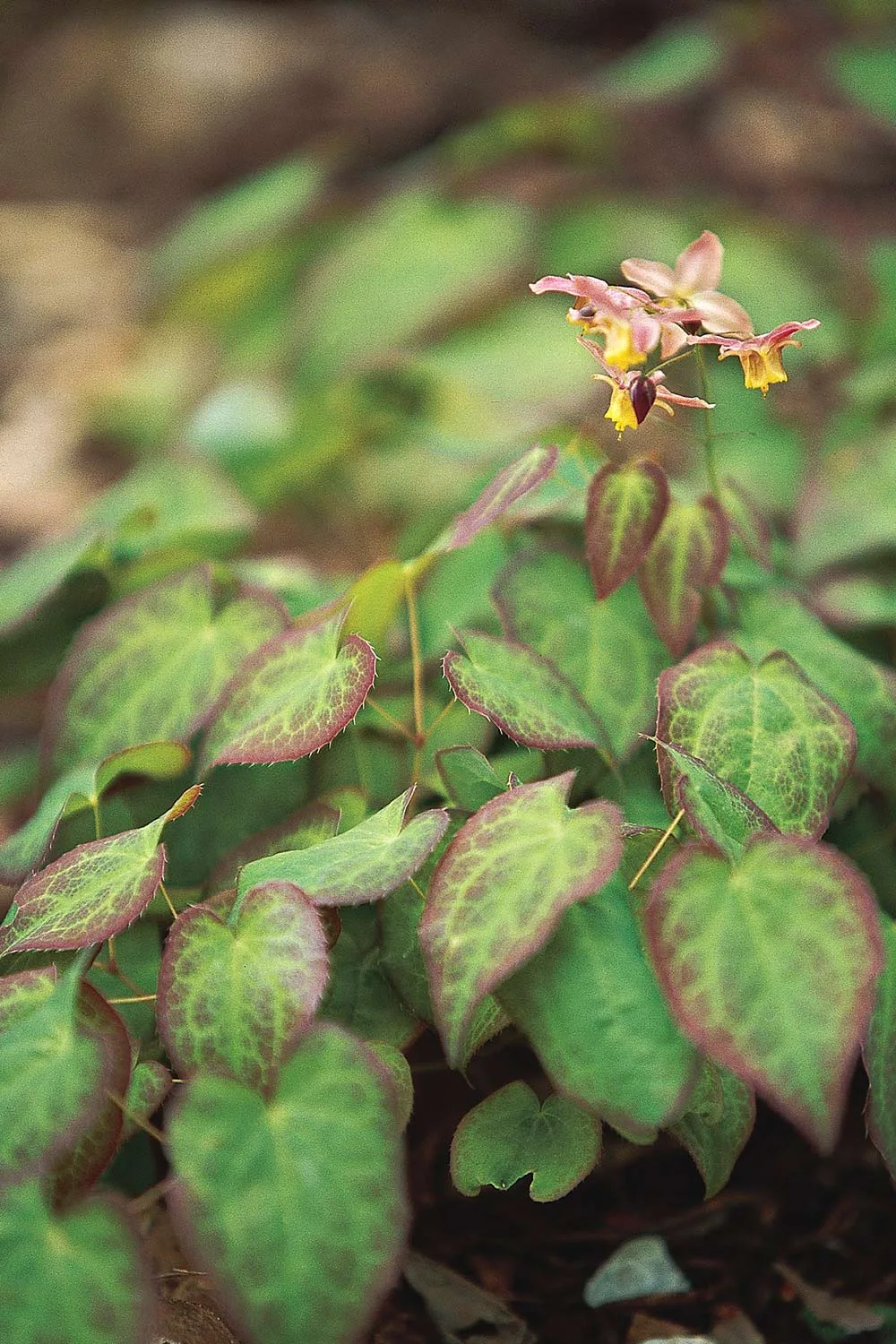Epimedium x versicolor