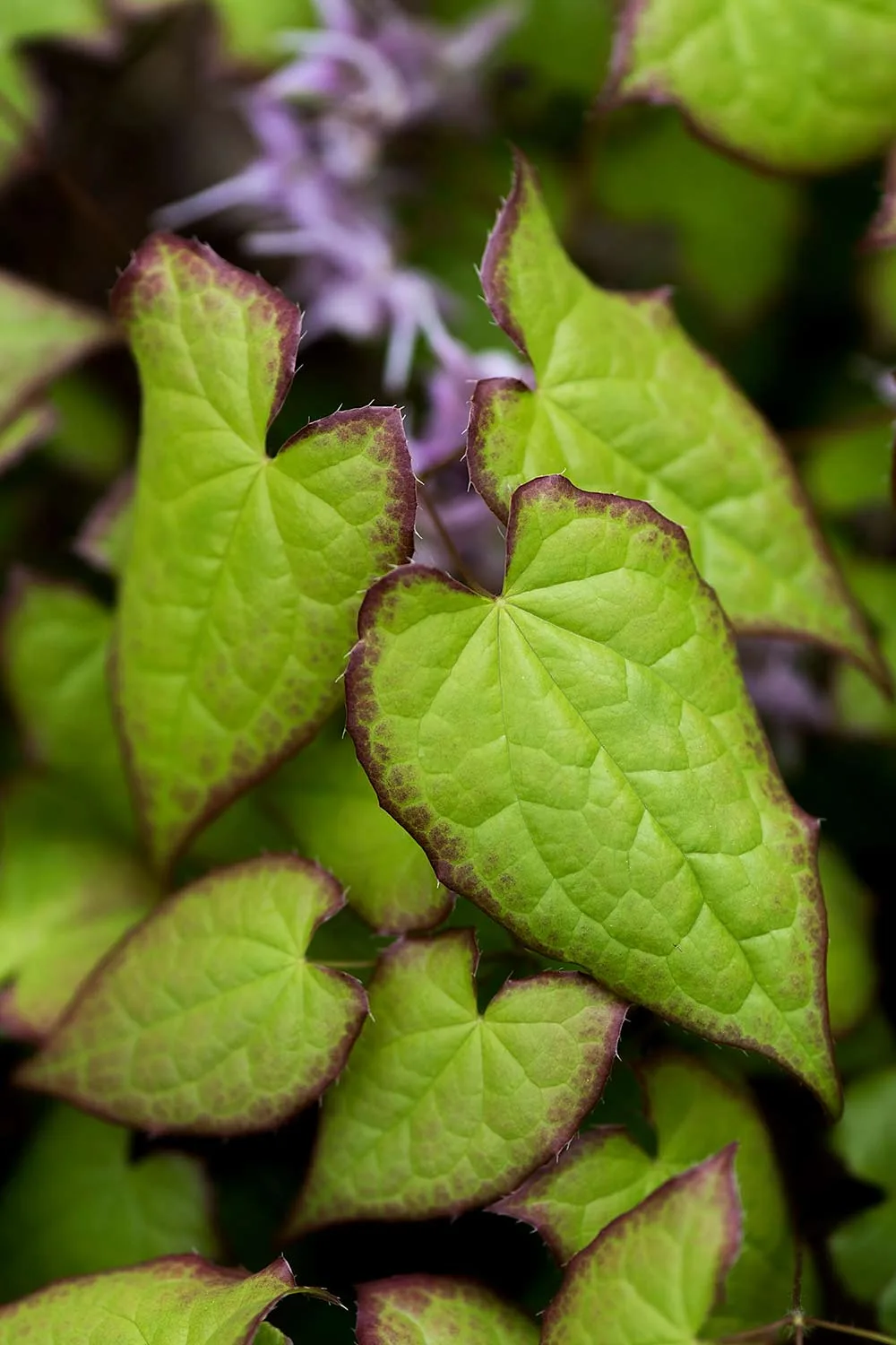 Epimedium sempervirens