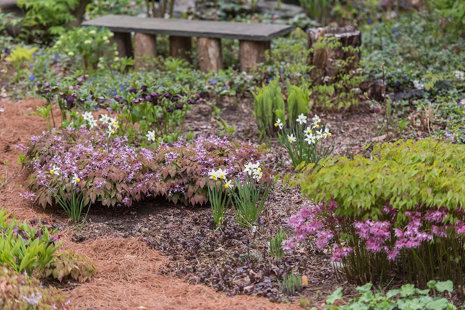 Epimediums and daffodils