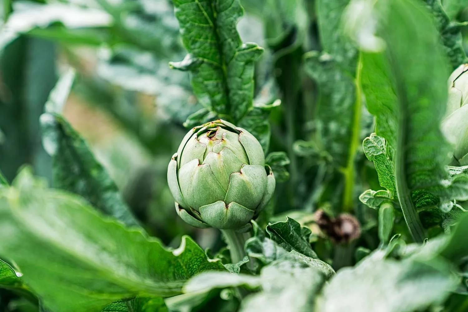 Artichoke