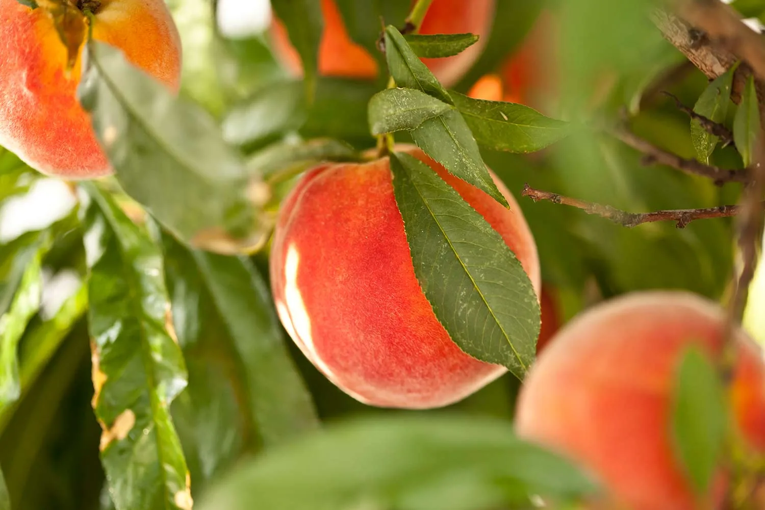 Peaches